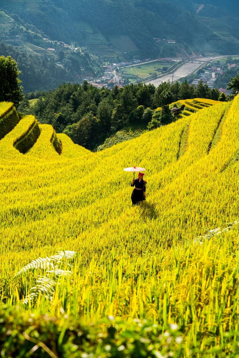 最新seo搜索排名优化掌握百度搜索引擎排名规则 mountains, plateau, step, field, people, rice, nature, countryside, outdoors, agriculture